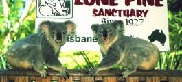 Lone Pine Koala Sanctuary