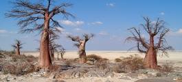 Makgadikgadi Pans