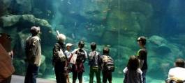 Miyajima Aquarium
