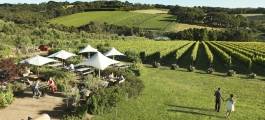 Montalto Vineyard & Olive Grove