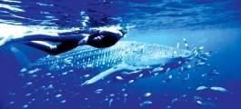 Ningaloo Reef