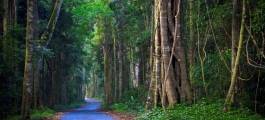 O'Reillys & Lamington National Park