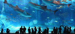Osaka Aquarium