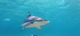 Shark Watching Tours