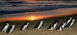 Phillip Island Penguin Parade tour with Guided Ranger Tour