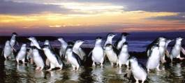 Phillip Island Penguin Parade
