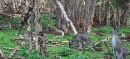 Phillip Island Wildlife Park, Cowes