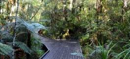 Puketi Night Forest Walk - Small Group Tour