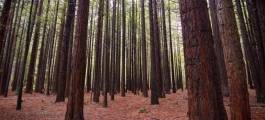 Redwoods Whakarewarewa Forest