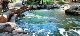 Rhyll Trout and Bush Tucker Farm