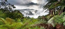 Volcanoes and Rainforest Tour from Rotorua