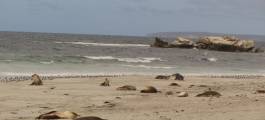 Seal Bay Conservation Park, Kingscote