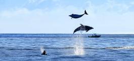 Bay of Islands Swim with the Dolphin Cruise