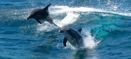 Swim with Wild Dolphins - Rockingham Bay