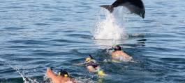 Bay of Islands Day Tour & Swim with Dolphins Cruise from Auckland