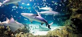 SEA LIFE Sydney Aquarium Admission Ticket