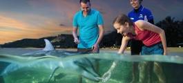 Dolphin Adventures at Tangalooma