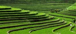   Tegallalang Rice Terraces in Bali