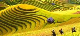 Terraced rice fields