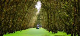 Tra Su Forest