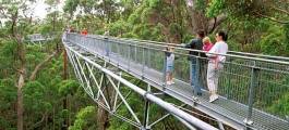 Valley of the Giants Tree Top Walk