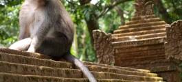 Ubud Monkey Forest in Bali