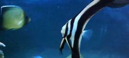 Vizhinjam Marine Aquarium