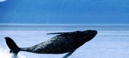Kaikoura Whale Watch Tour from Christchurch