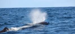 Wings Over Whales