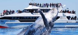 Brisbane Whale Watching