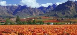 The Cape Region & Winelands