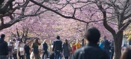 Yoyogi Park 