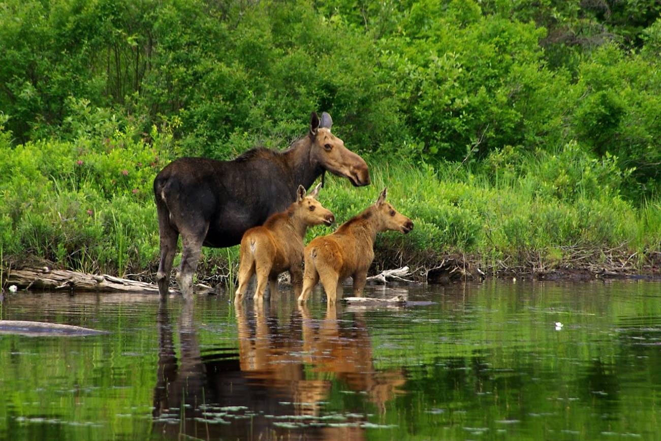 Wildlife in the park
