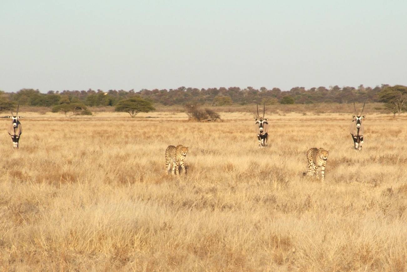 A desert with a wide variety of species