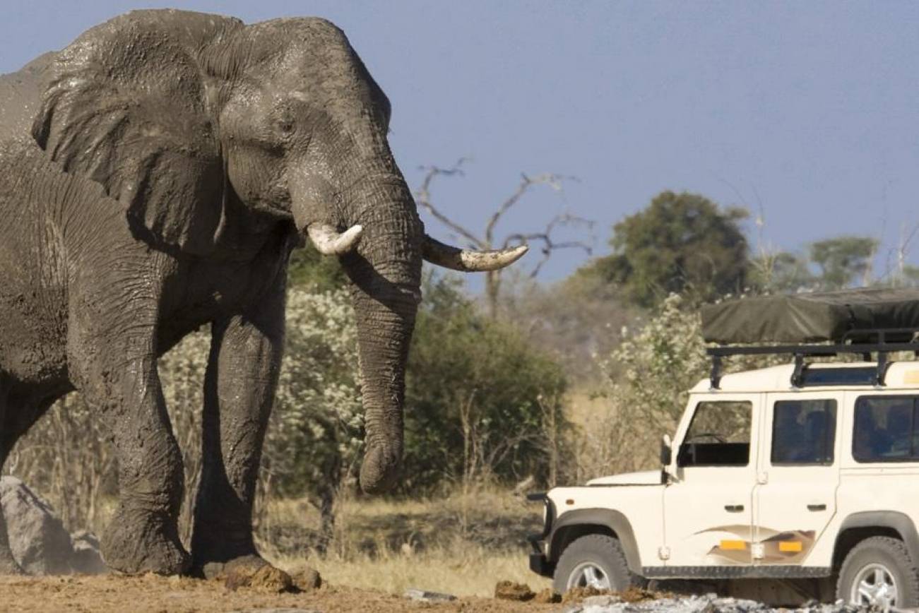 Close up Game Viewing