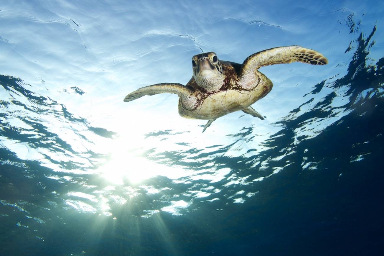 The Many Faces and Forms of Nature