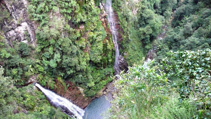 The Flora and Fauna of Lamington National Park