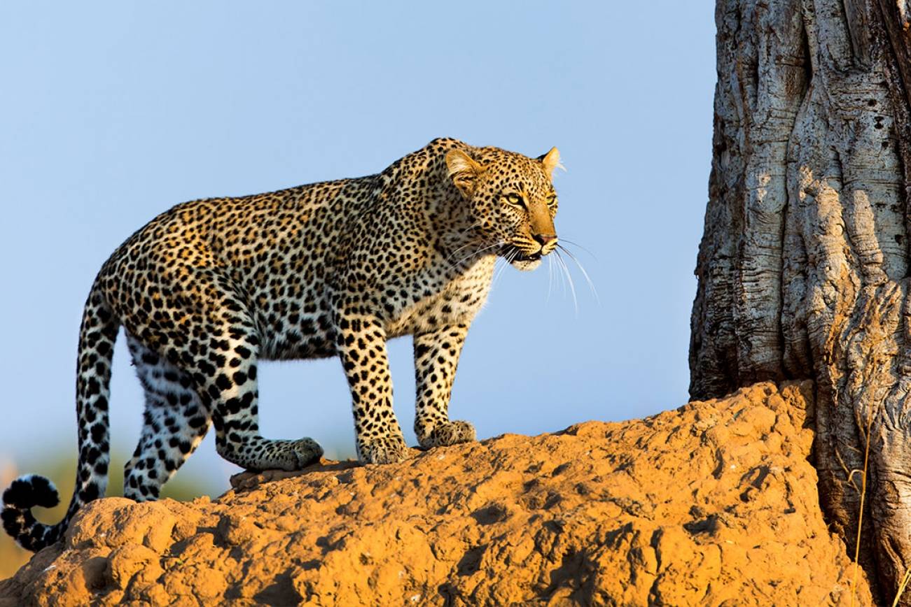 Year round wildlife