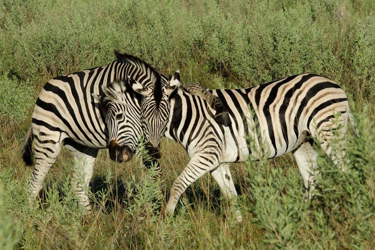 Elephants, buffalo, lion, hippo, giraffe and zebra