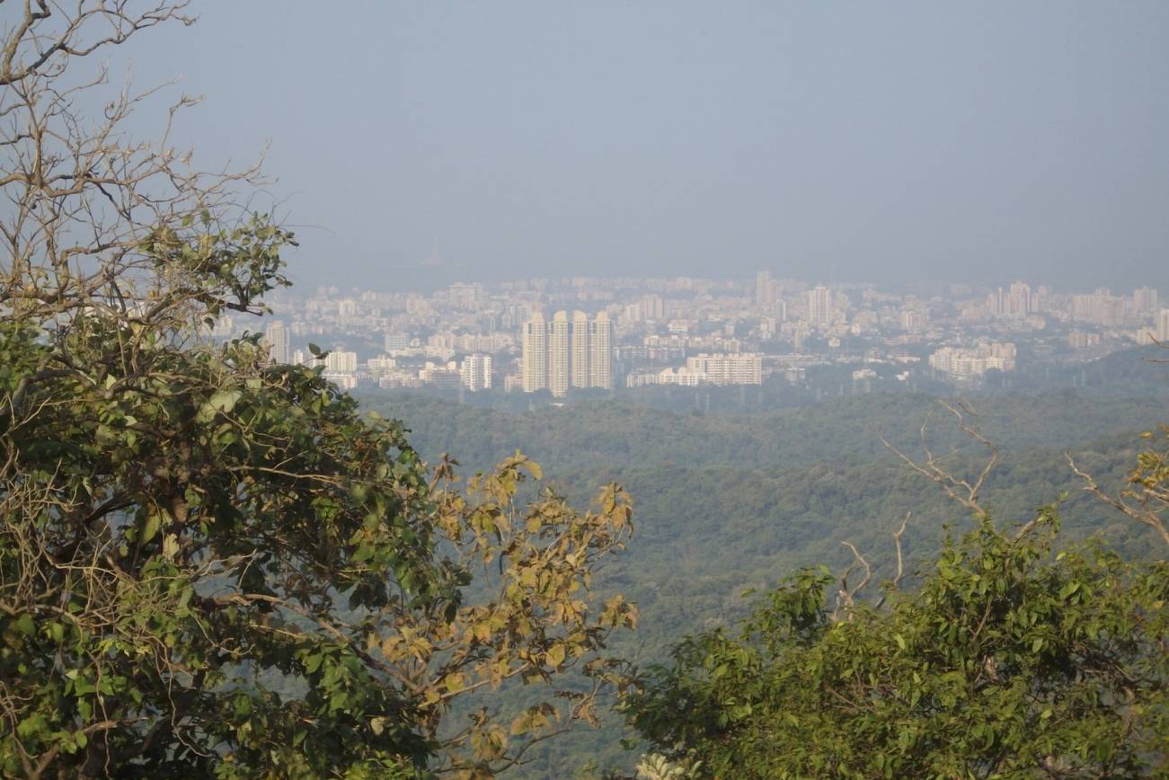 Finding Some Greenery in the City of Grey