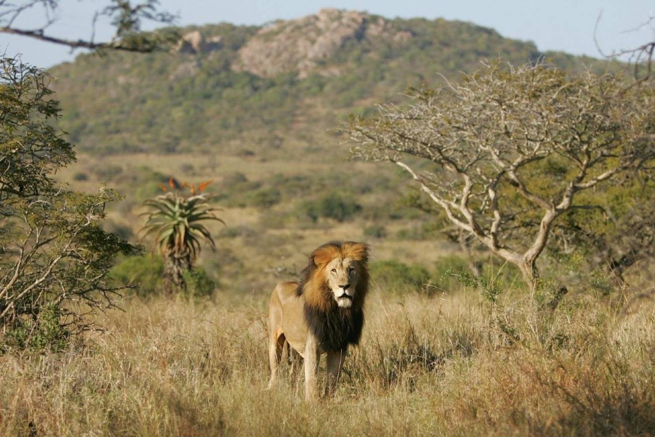 On par with some of the best game reserves in South Africa