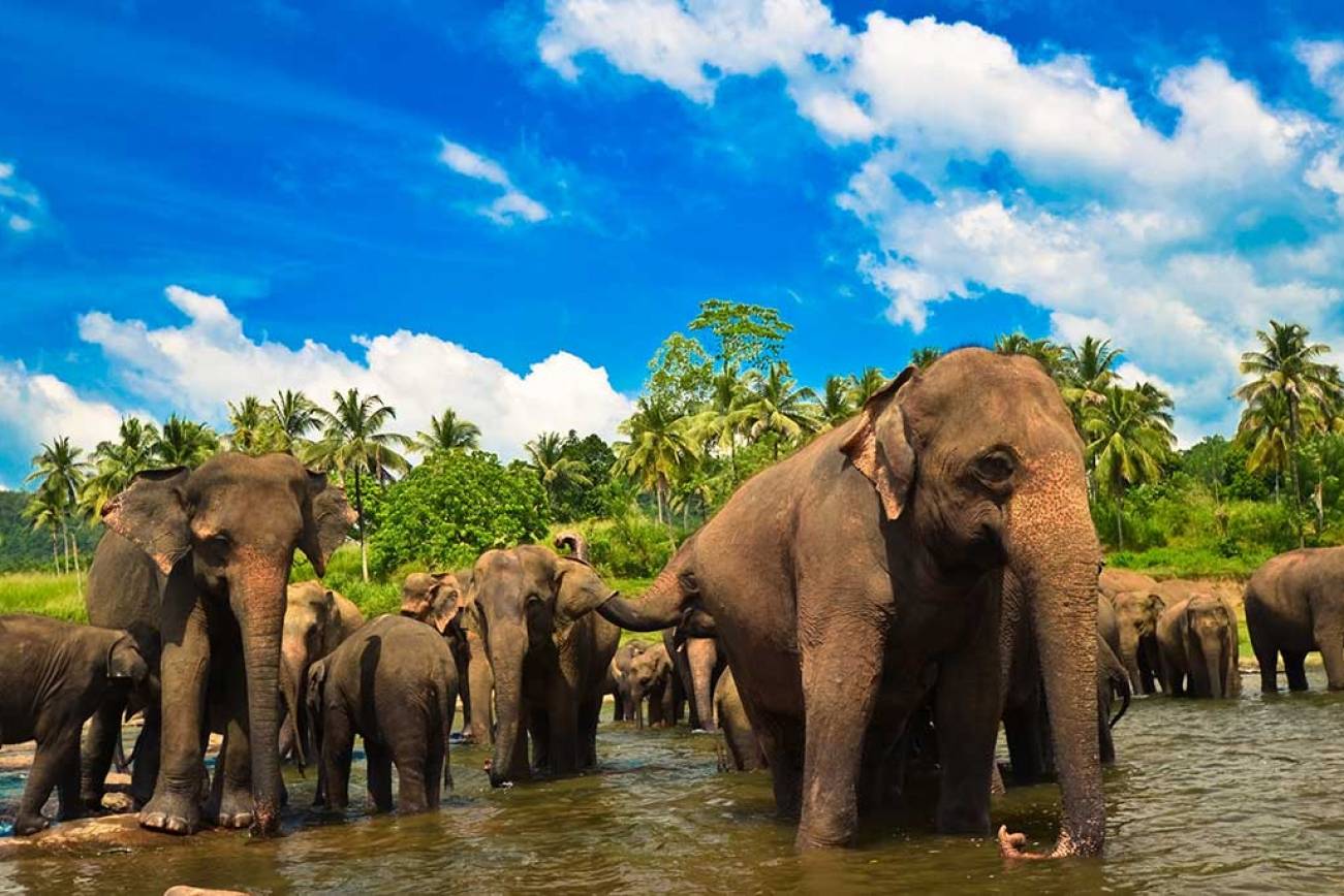 Leopards, Elephants and whales, oh my!