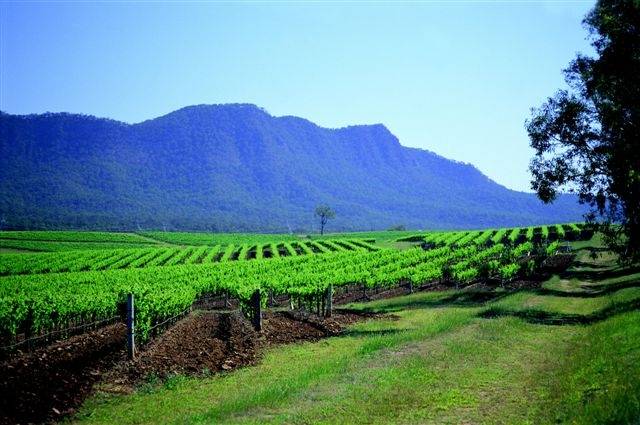 MODERN VINEYARD HISTORY