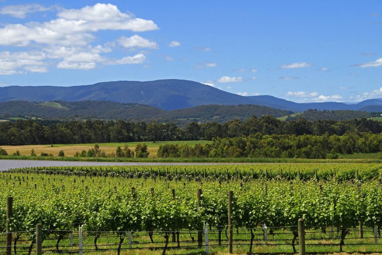 Natural beauty in the Dandenongs