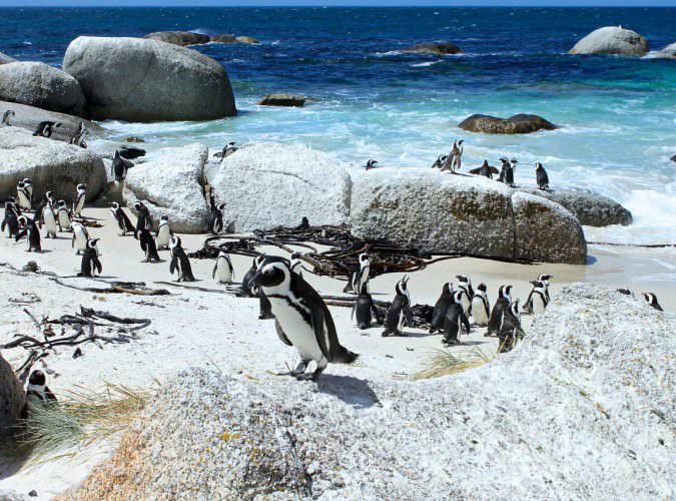 Penguins at Boulders Beach