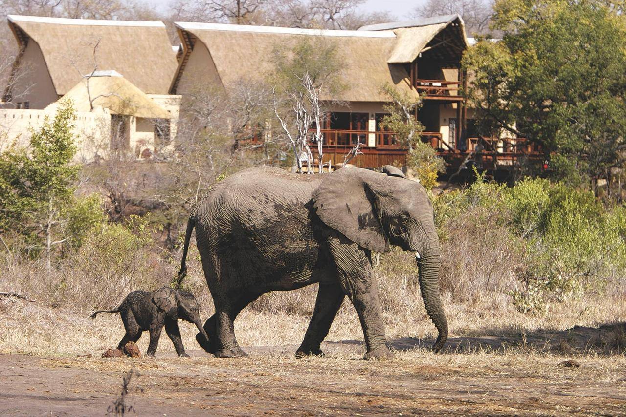 Elephant Plains Lodge