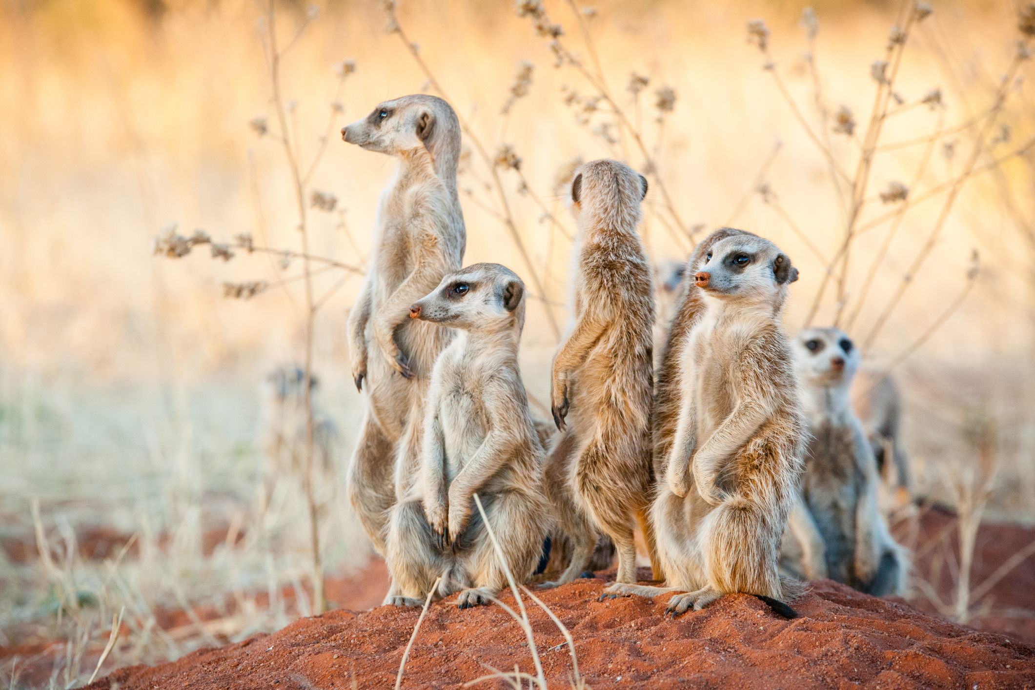 Optional Meerkat Safari