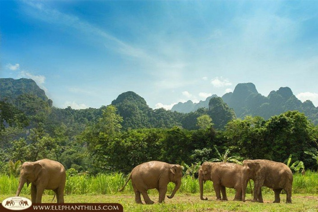 SALE!! Angsana Laguna Phuket, Elephant Hills Tented Camp and Sands Khao Lak