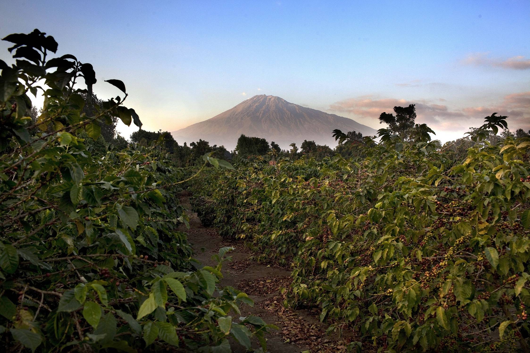 Arusha Coffee Lodge - View of Mount Meru