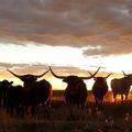Ranchland and Prairies